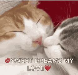 Sweet Dreams My Love Cuddling Cats GIF