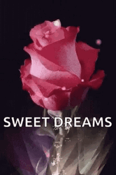 Sweet Dreams Pink Rose