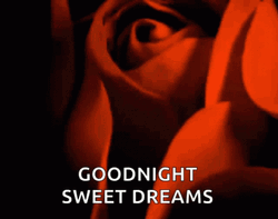 Sweet Dreams Red Rose