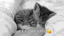 Sweet Dreams Sleepy Cat