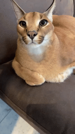 Sweet Floppa Affection Licking Hand GIF