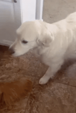 Sweet Golden Retriever Dogs Hugging GIF