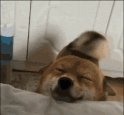 Sweet Happy Dog GIF