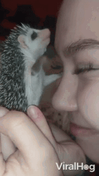 Sweet Hedgehog To Human Forehead Kiss GIF