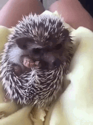 Sweet Little Hedgehog GIF
