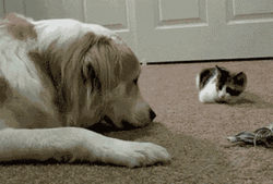Sweet Little Kitty Gives Dog Boop GIF