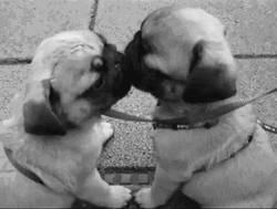 Sweet Love Dogs Lick Kiss GIF