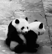 Sweet Panda Giving Comfort Hug