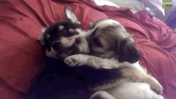 Sweet Puppies Dogs Hugging Licking GIF