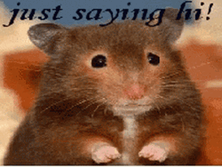 Sweet Rat Just Saying Hi  GIF