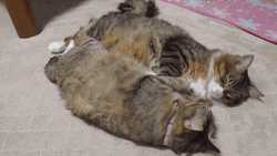 Sweet Relationship Cats Couple Sychronize GIF