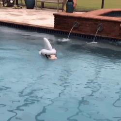 Swim In The Pool Piglet GIF