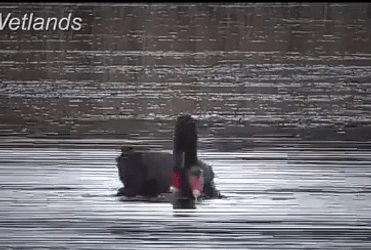 Swimming Black Swan GIF
