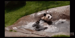 Swimming Cute Panda GIF