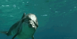 Swimming Dolphin GIF