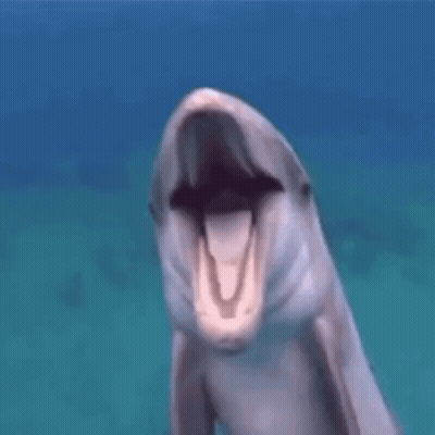 Swimming Dolphin With Open Mouth And Nose Bubble GIF