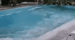 Swimming Pool Got Swayed By Earthquake