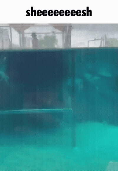 Swimming Pool Saying Sheeeeeesh GIF
