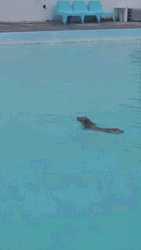 Swimming Safety Dogpool GIF