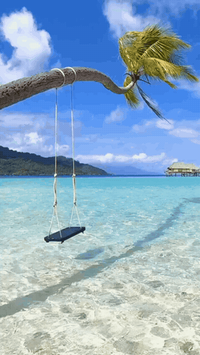 Swing Hanging From Tree Branch Over Water GIF