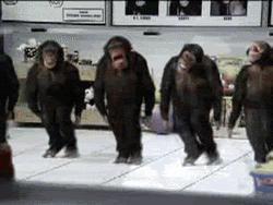 Synchronized Monkey Dance Group  GIF