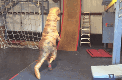 T-Rex Costume GIF