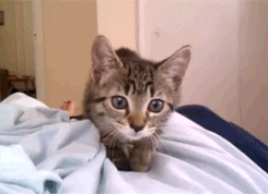 Tabby Cat Attack Fight GIF