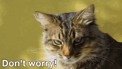 Tabby Cat Its Ok Dont Worry GIF