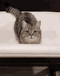 Tabby Cat Jumping GIF