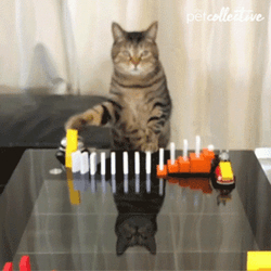 Tabby Cat Knocking Down Dominoes GIF