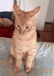 Tabby Cat Looking Up GIF
