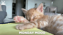 Tabby Cat Sleepy Monday GIF