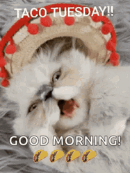 Taco Tuesday Morning Cute Cat Meow GIF