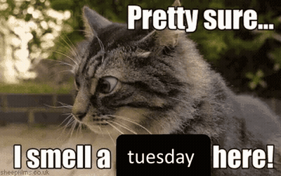 Taco With Penguin Inside Saying Happy Tuesday GIF