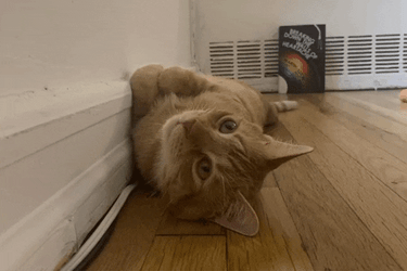 Tail Moving Cat Burmese GIF