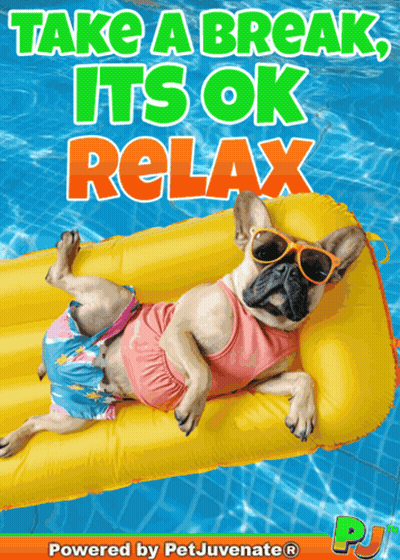Take A Break Dog Poster GIF