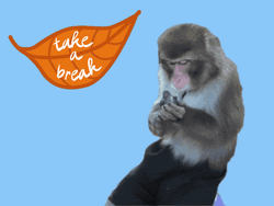 Take A Break Monkey Eating GIF