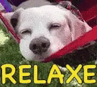 Take It Easy Dog Relaxing GIF