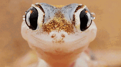 Take Me Now Gecko Tongue Out GIF