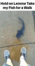 An animated GIF depicting a person holding a fish on a leash, walking it like a pet on land.
