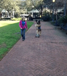 Talented Big Dog Driving Scooter GIF