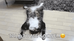 Talk To Me Goose Cat Bored GIF