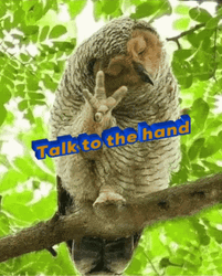 Talk To The Hand Owl Gesture GIF