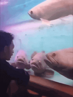 Talking To Fish Speaking GIF
