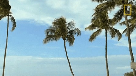 Tall Coconut Tree GIF