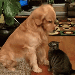 Tall Golden Retriever Patting Short Cat's Head GIF