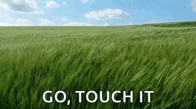 Tall Green Grass Field With Go Touch It GIF