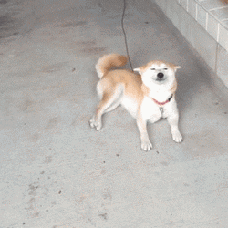 Tame Shiba Inu Dog Cute Smile GIF