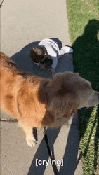 Tantrum Kid Crying Dog Watching GIF