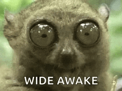 Tarsier Eyes Wide Shut GIF